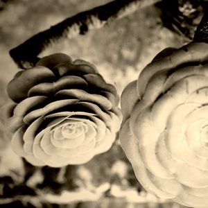 Meet your Posher, Elena